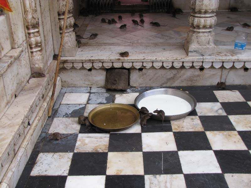 Rajastan, Deshnoke et le temple des rats