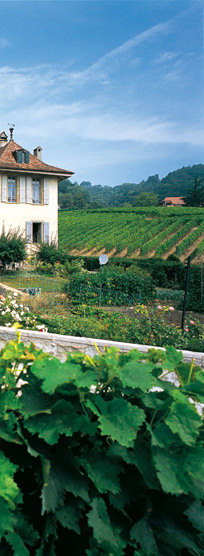 Le vignoble du Château de Mont - Mont-sur-Rolle