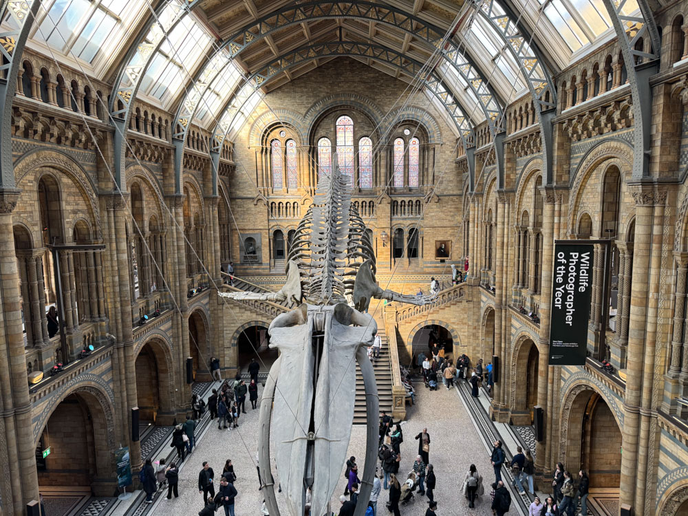London, Londres, Musee histoire naturelle